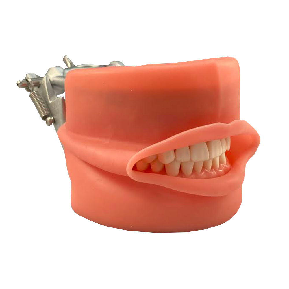 28 Tooth Dental School Model product image