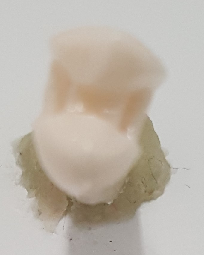 Crown Prep Teeth A21A-UR56 product image