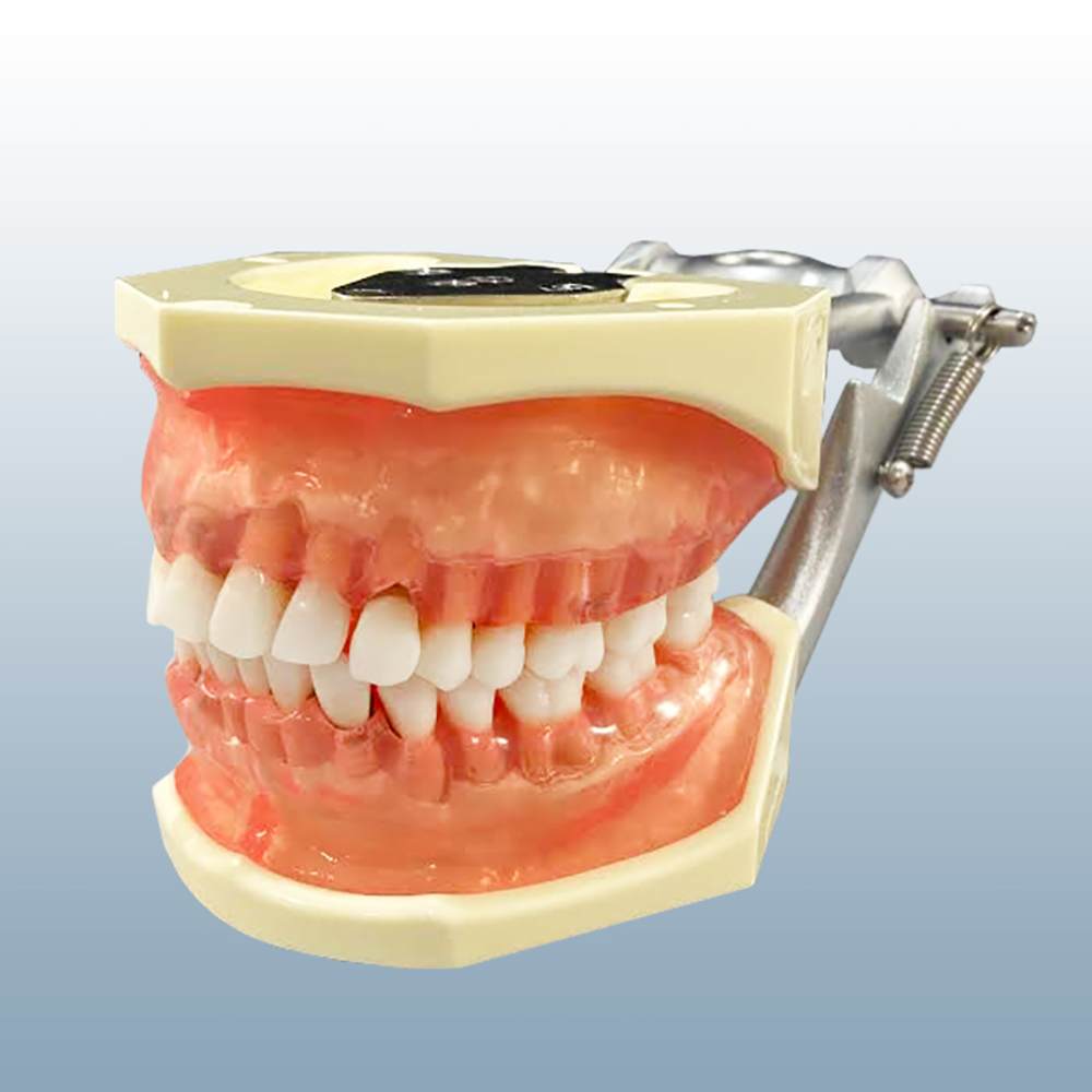 Hygiene Model with Transparent Gums product image