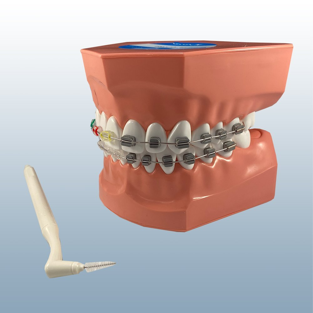 Oversized Adult Model with Braces Colored and Clear - No Floss product image