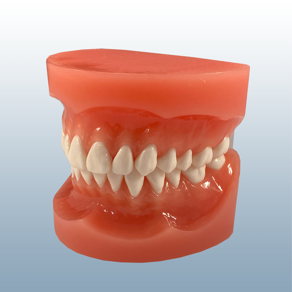 #28 Tooth Model with Art product image