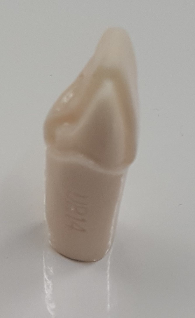 Crown Prep Teeth A21A-UR14 product image