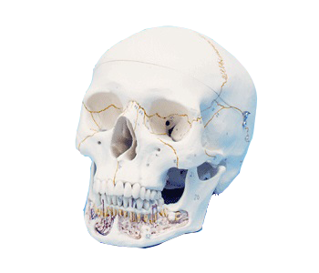 682B98BA81E38175F2E6A863D0B4D482