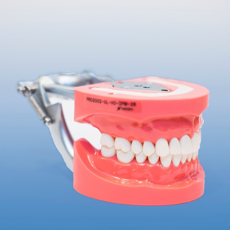 28 Teeth Hard Tissue product image