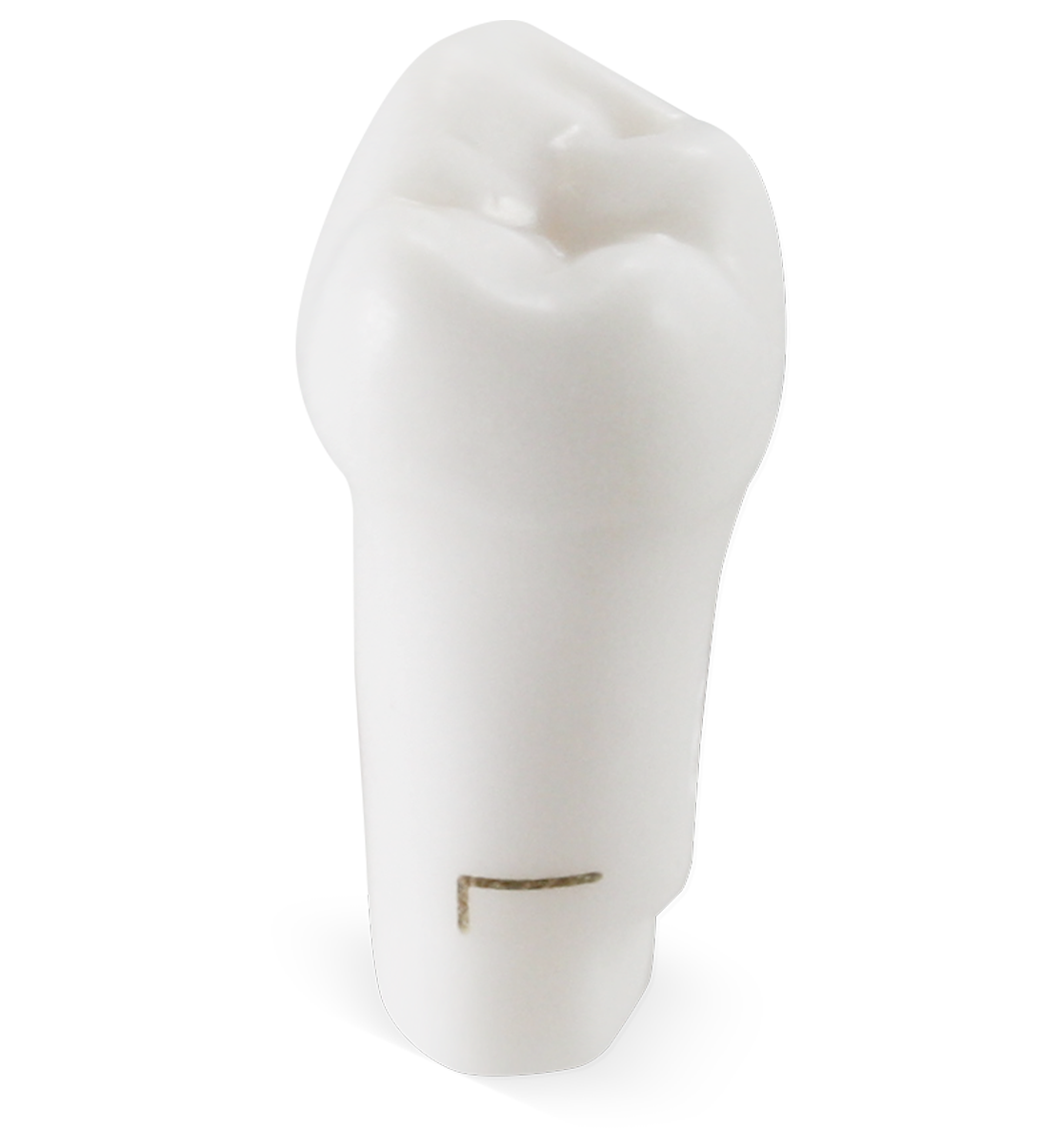 Pedo M400 Tooth #L image