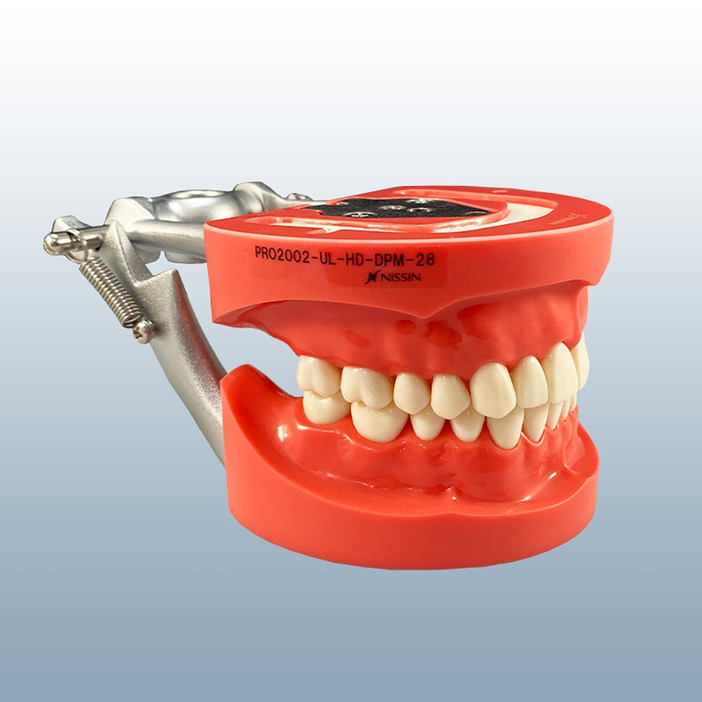 28 Tooth Hard Gum Typodont product image
