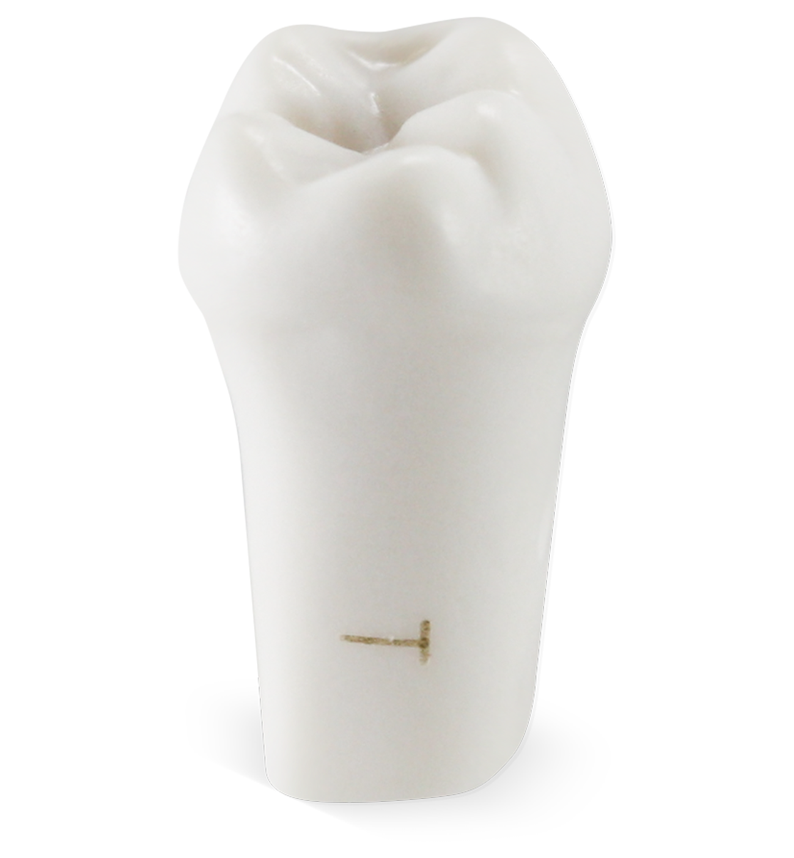 Pedo M400 Tooth #T image