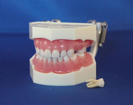 Primary Anatomical Model product image