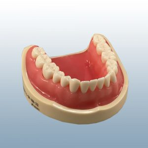 D95 Lower Arch Only - No Gums product image