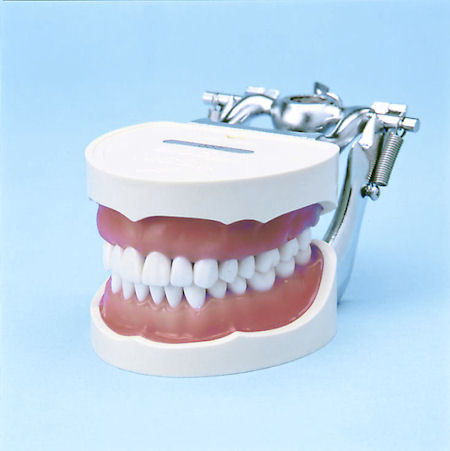 D95SDP-200 32 Teeth Soft Gingivae Type product image