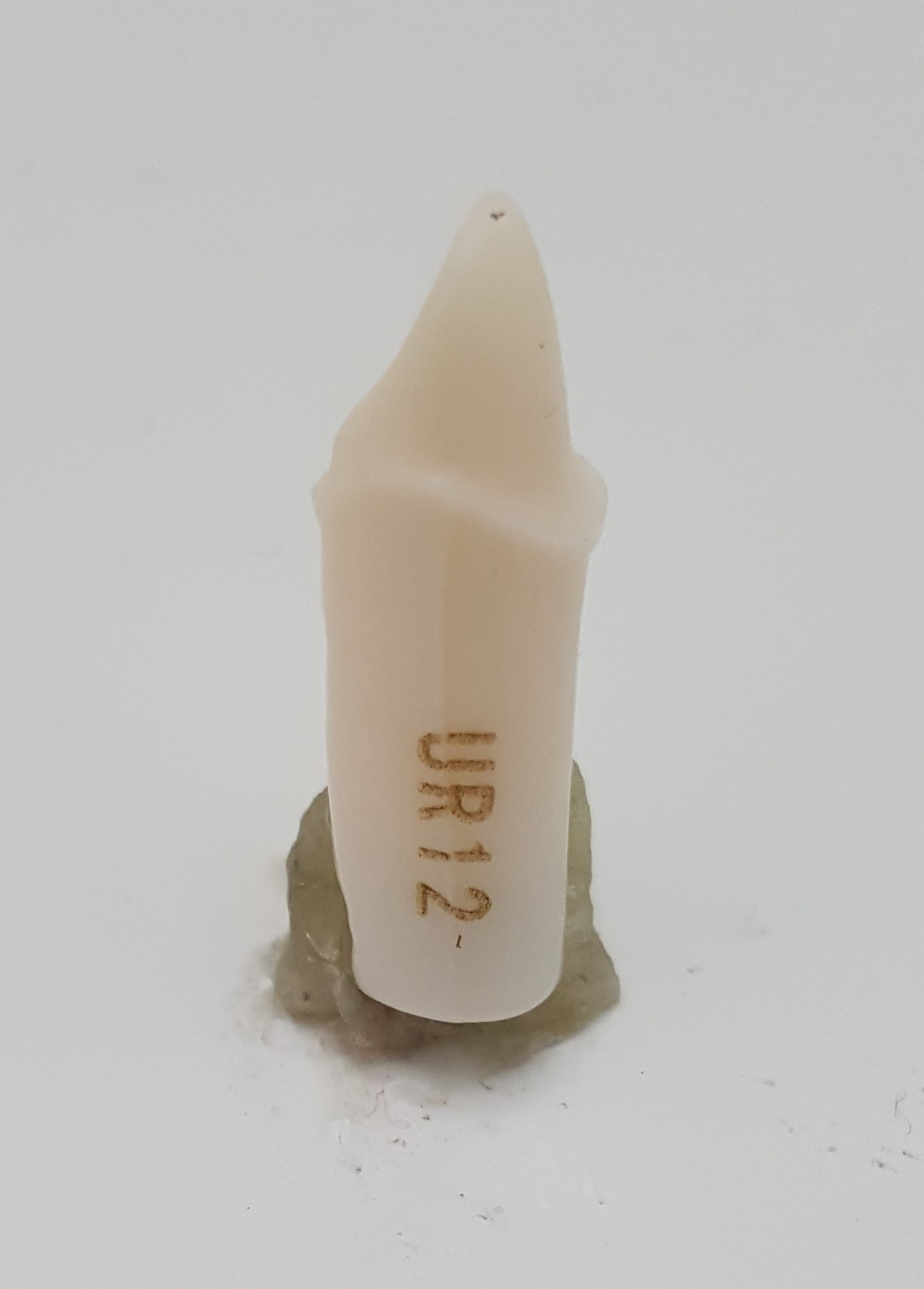 Crown Prep Teeth #8 A21A-UR12 product image