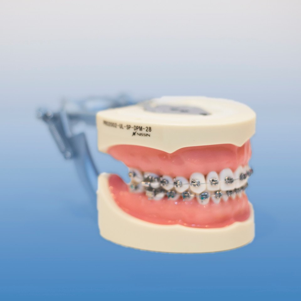 Teeth/Soft Tissue Model Unisex Typodont Ea product image