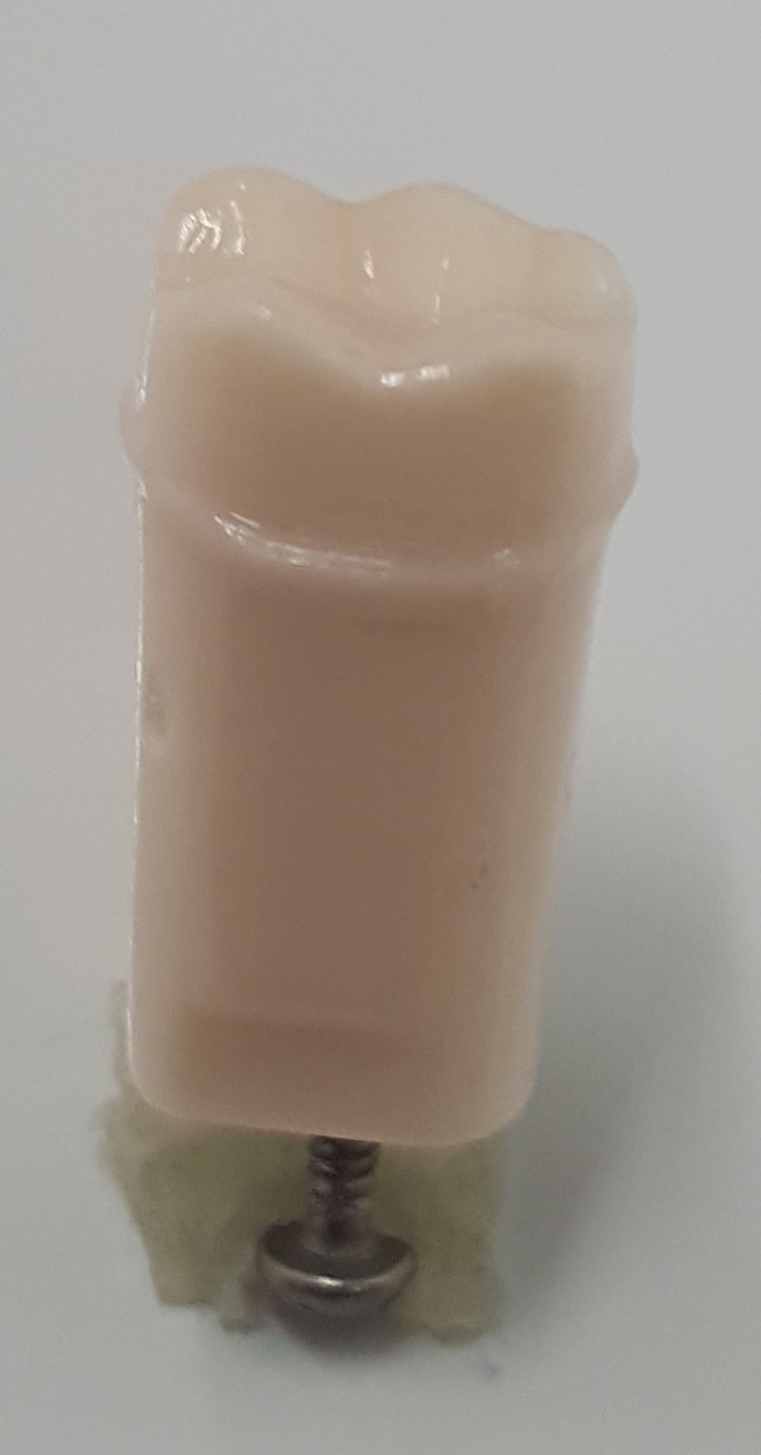 Crown Prep Teeth LR62B #30 product image