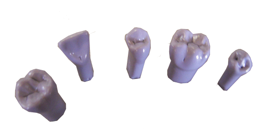 Kilgore Sealant Tooth #28 product image