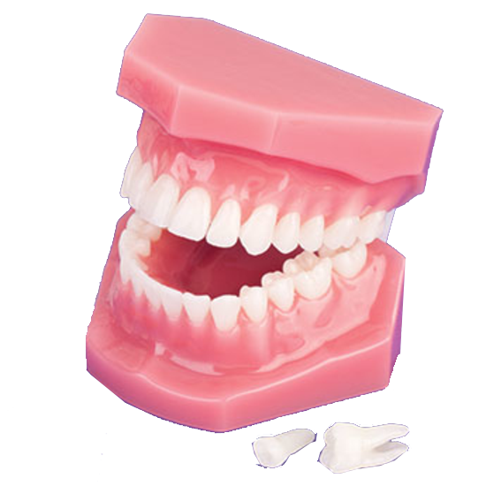 Tissue-Colored Anatomical Demonstrator Model product image